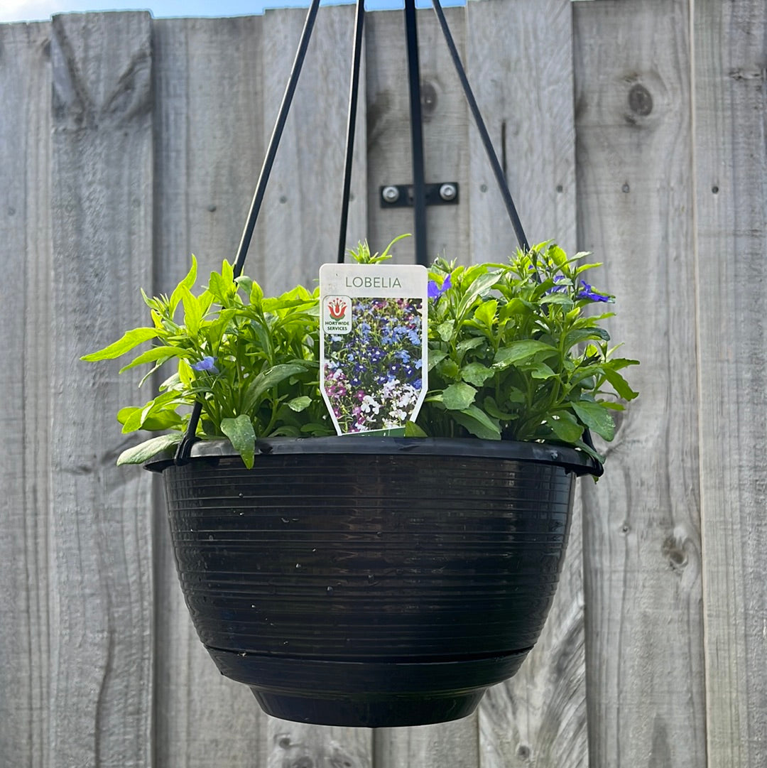 Lobelia Hanging Basket 20cm