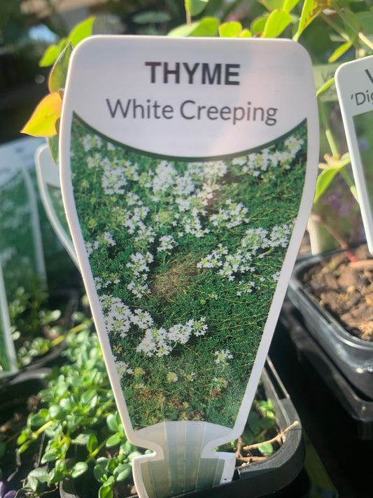 Thyme ‘White creeping’ 7cm