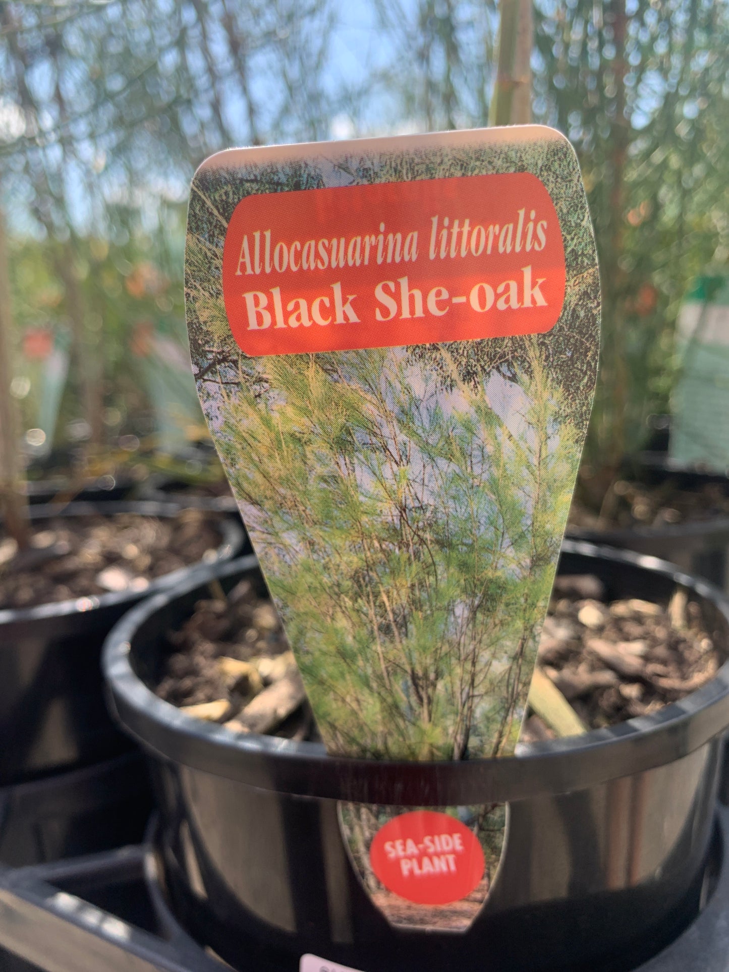 Allocasuarina littoralis 'Black She-oak' 14cm