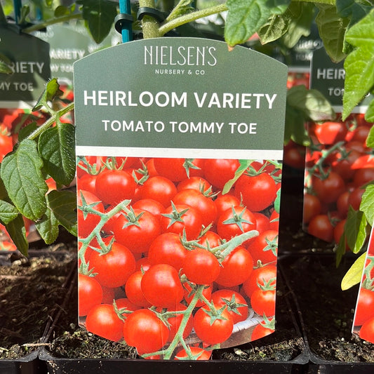 Tomato Tommy Toe Heirloom 100mm