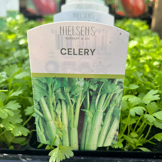 Celery Punnet