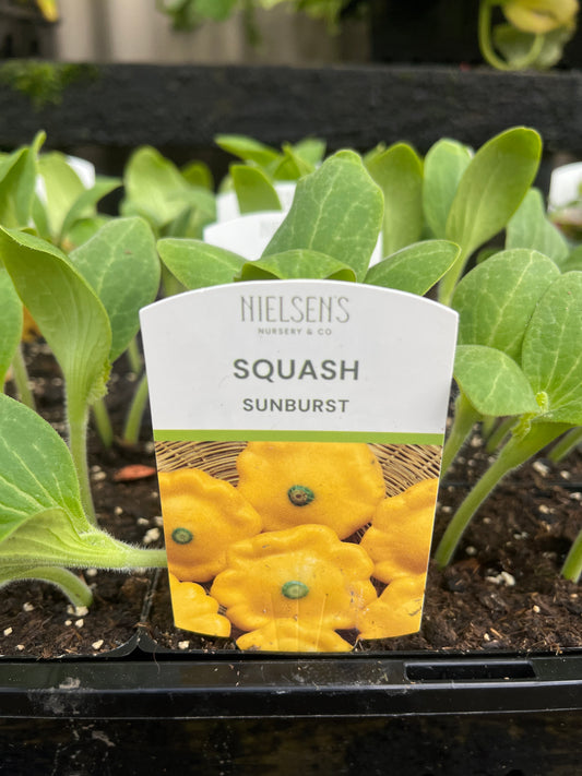 Squash 'Sunburst' Punnet