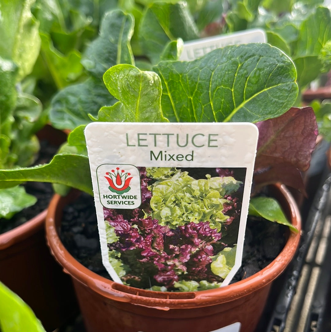 Lettuce Mix 100mm