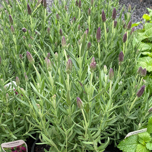 Lavender 'Avonview' 14cm