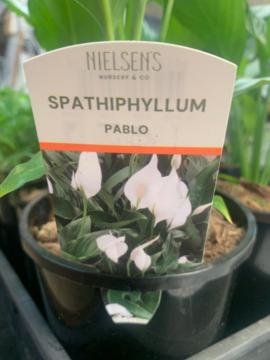 Spathiphyllum Peace Lily 'Pablo' 14cm