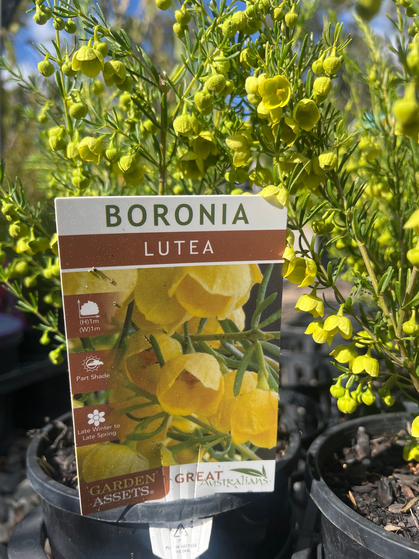 Boronia megastigma Lutea 14cm