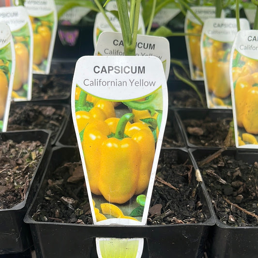 Capsicum 'Californian Yellow' 100mm