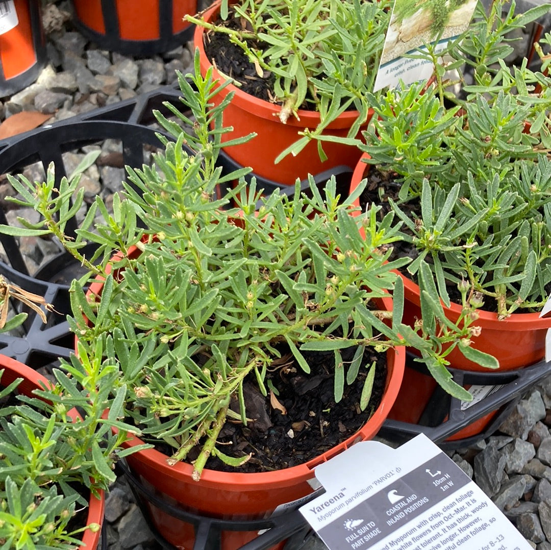 Myoporum parvifolium 'Yareena' 14cm