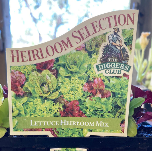 Lettuce ‘Heirloom Mix’ MP