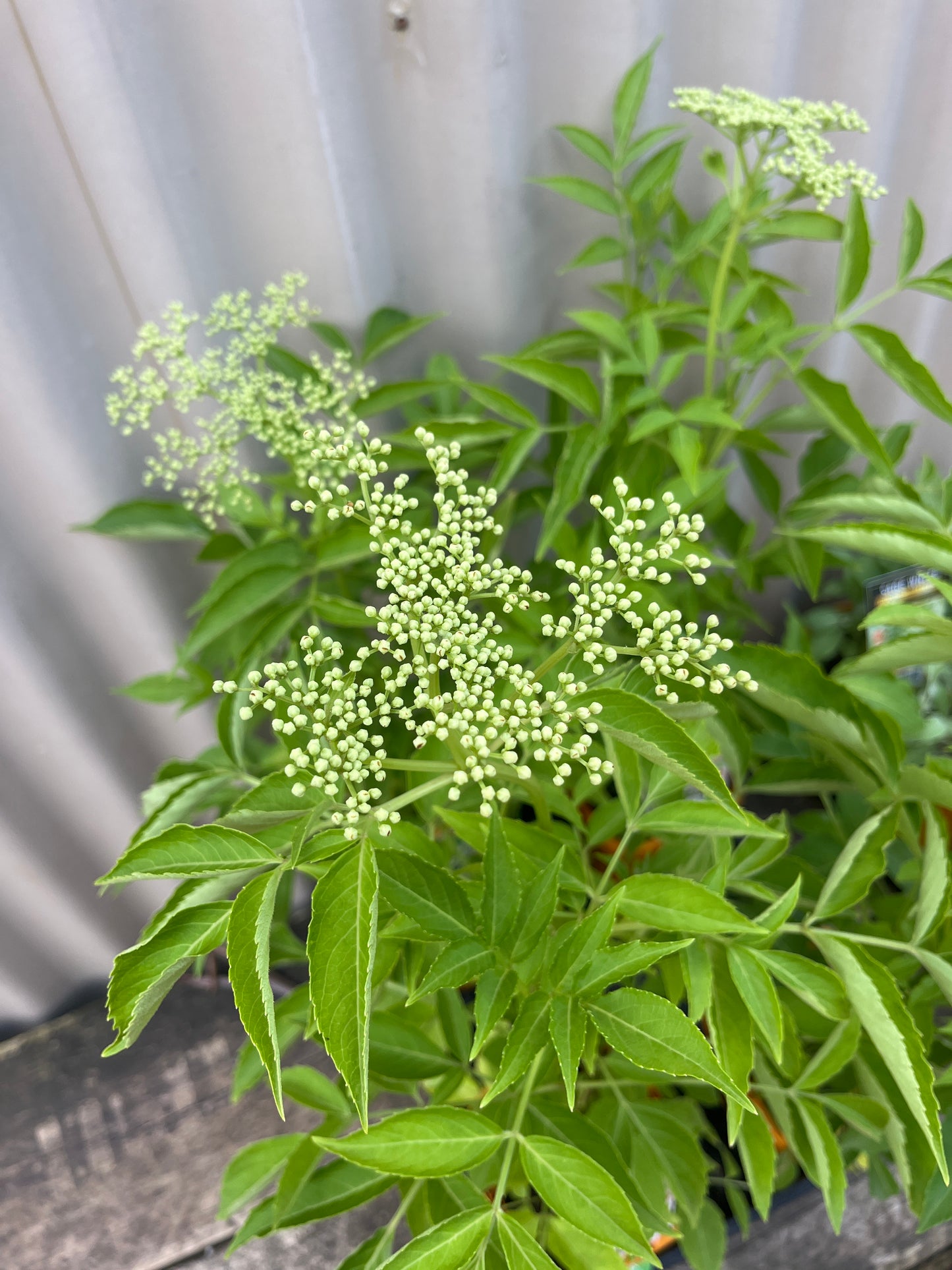 Sambucus nigra 'Elderflower' 12cm