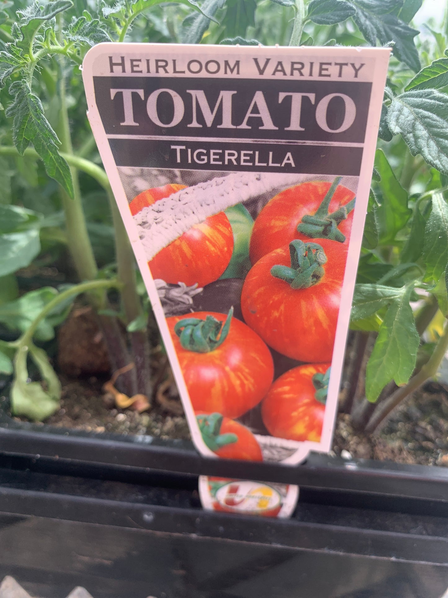 Tomato heirloom ‘Tigerella’ 4pack