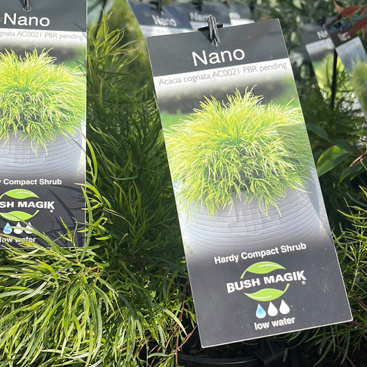 Acacia cognata 'Dwarf Nano' 14cm Seconds