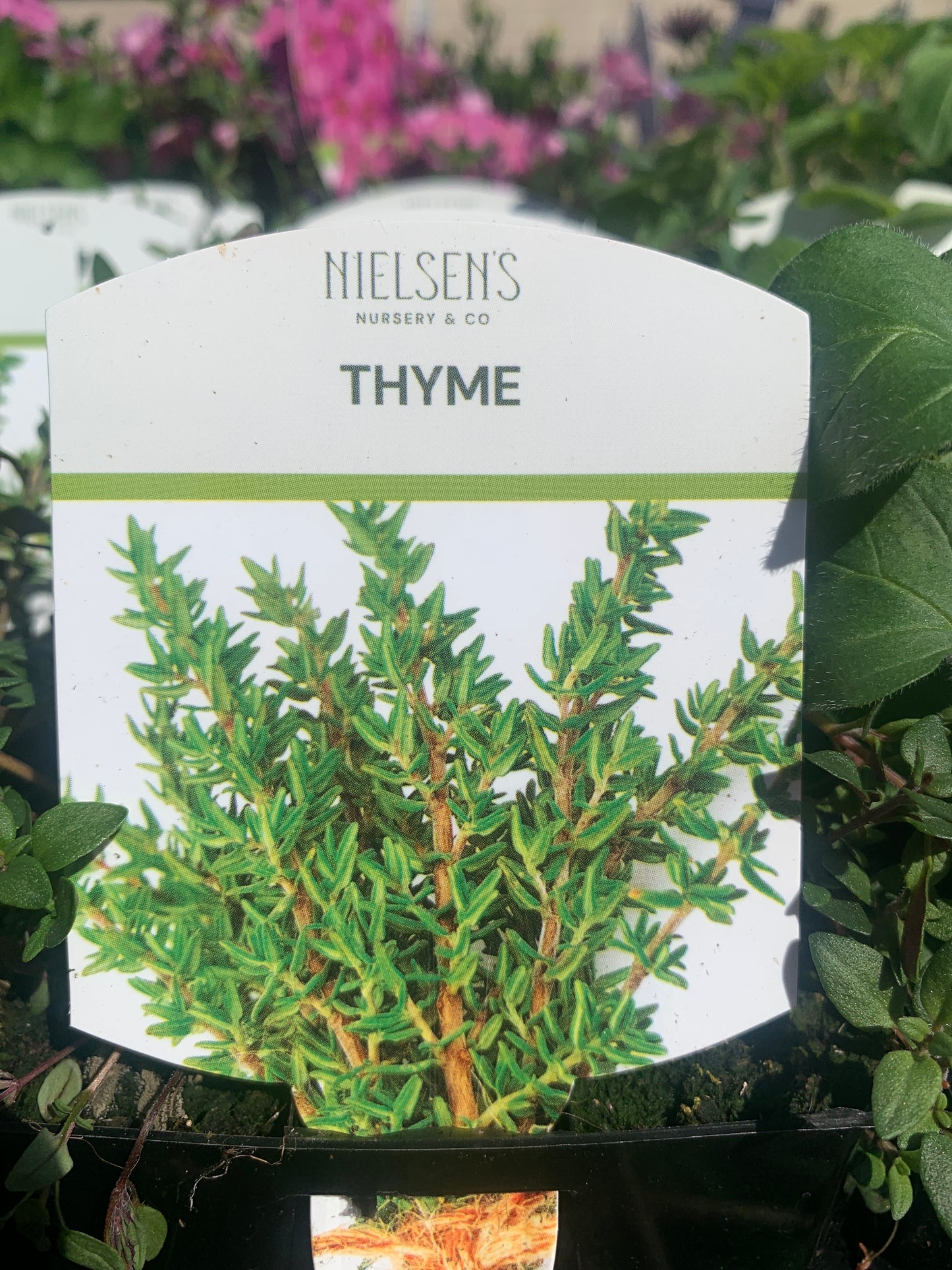 Thyme 100mm