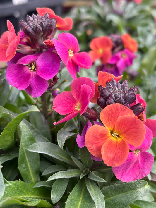 Erysimum Assorted 'Wallflower' 14cm