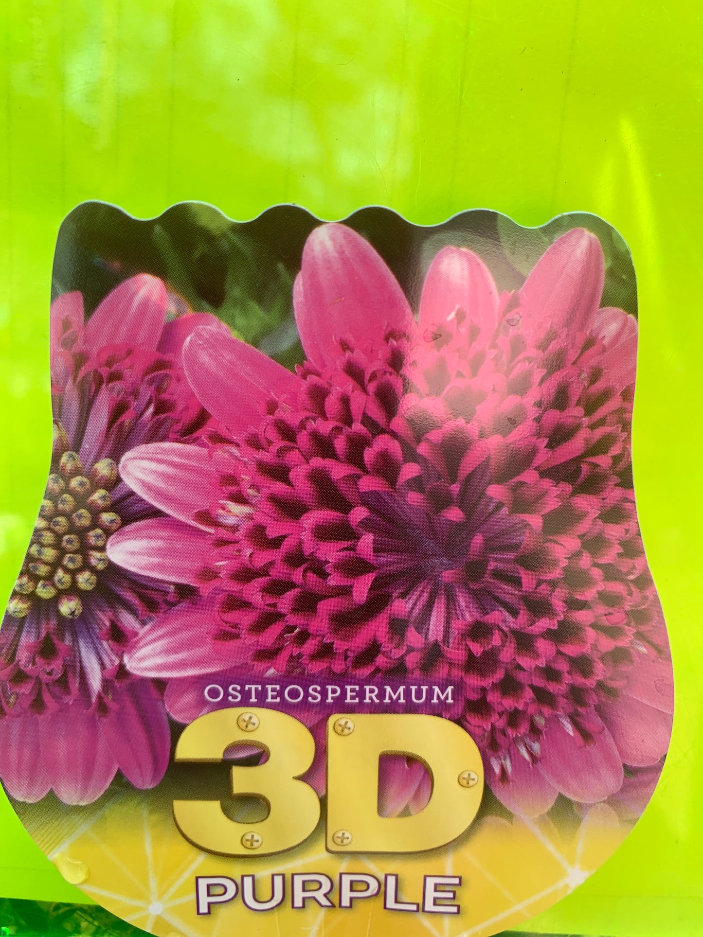 Osteospermum '3D Purple' 14cm