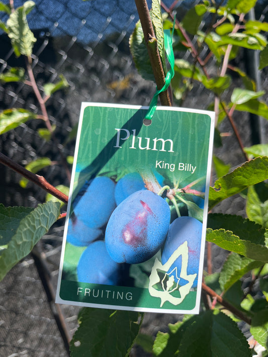 Plum 'King Billy' 25cm