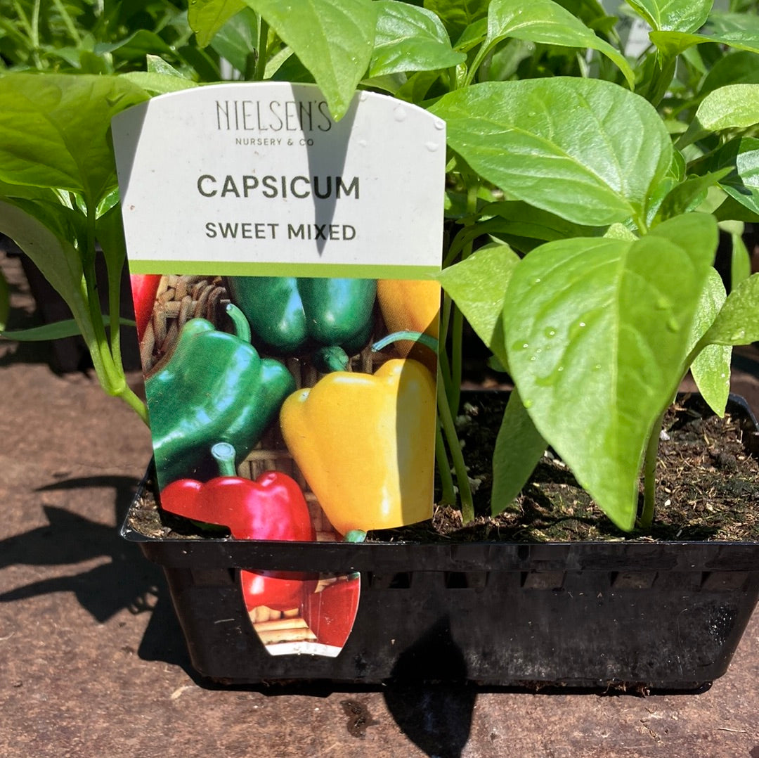 Capsicum Sweet Mix Punnet