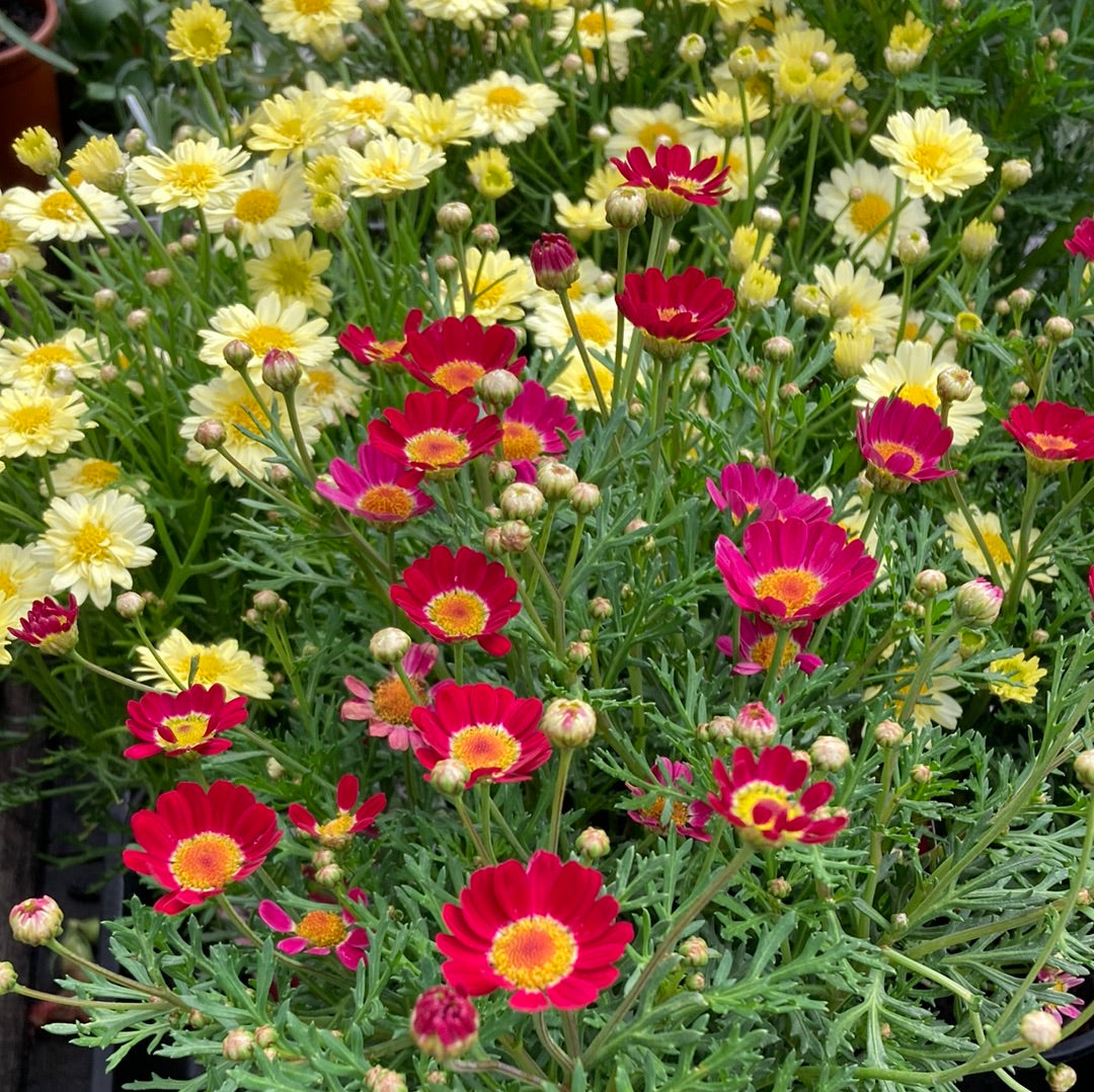 Argyranthemum 'Marguerite Daisy' Mix 14cm