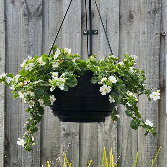 Bacopa Mix Hanging Basket 25cm