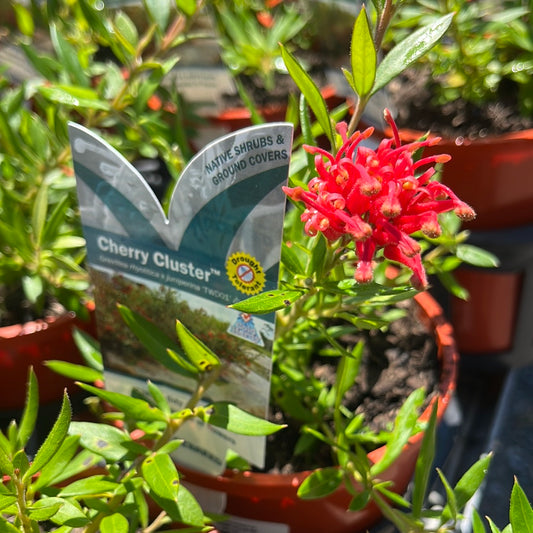 Grevillea 'Cherry Cluster' 14cm