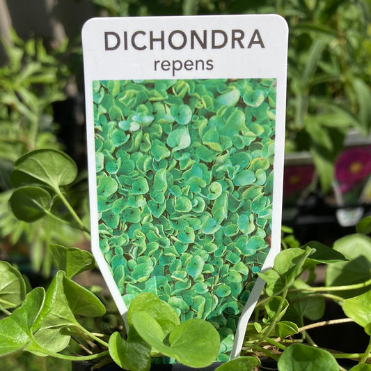 Dichondra repens 7cm