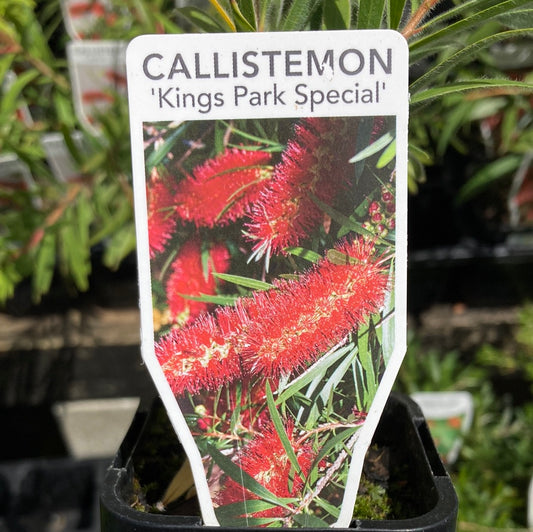 Callistemon 'Kings Park Special' 7cm