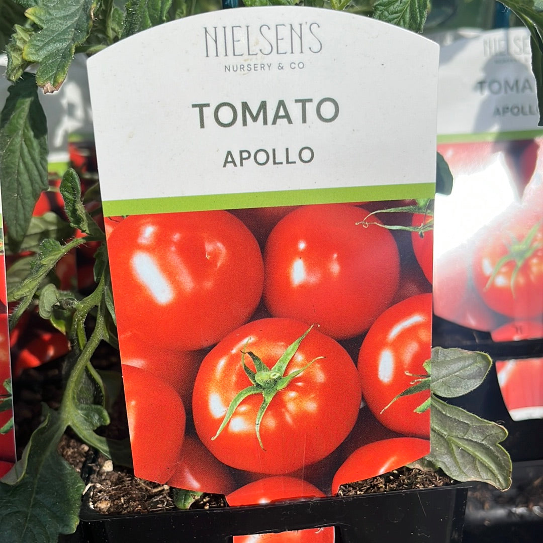 Tomato Apollo 100mm