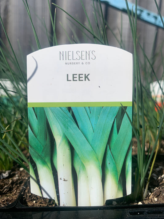 Leek Punnet