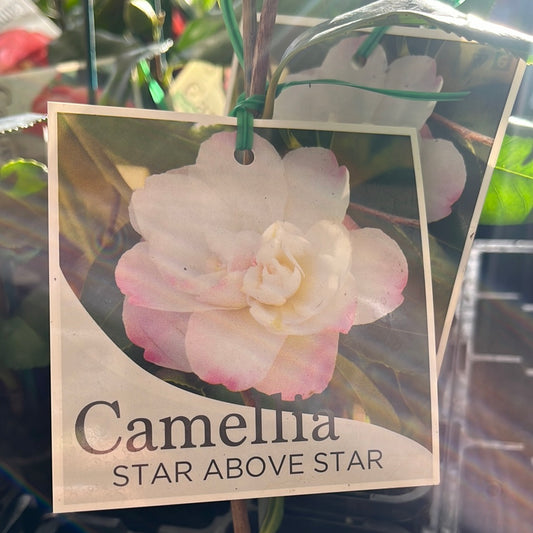 Camellia sasanqua ‘Star Above Star’ 7cm