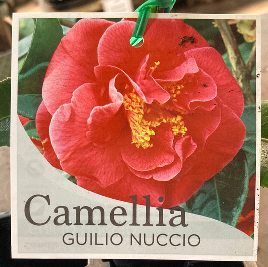 Camellia Guilio Nuccio 7cm
