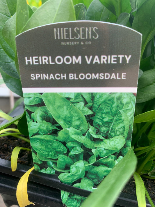 Spinach heirloom ‘Bloomsdale’ 4pack