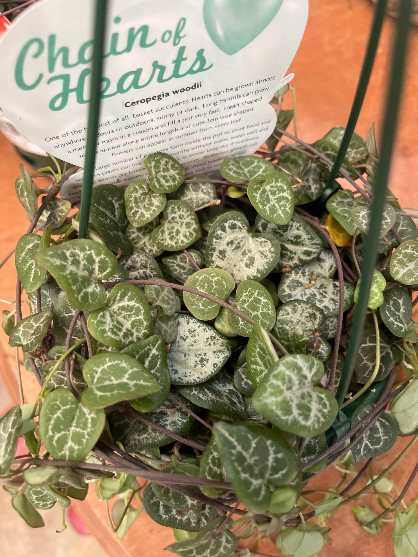 Ceropegia woodii 'Chain of Hearts' Hanging Basket 13cm