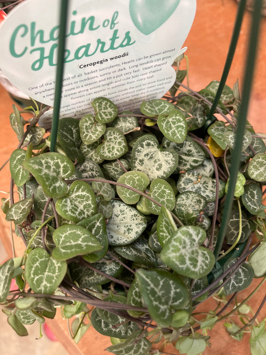 Ceropegia woodii 'Chain of Hearts' Hanging Basket 13cm