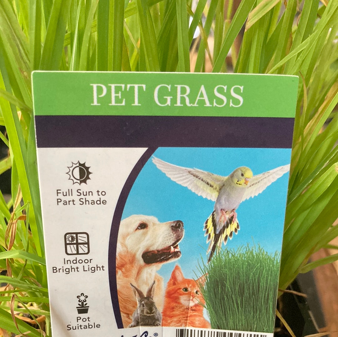 Pet Grass 125mm