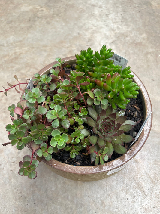 Potted Succulents Assorted 22cm