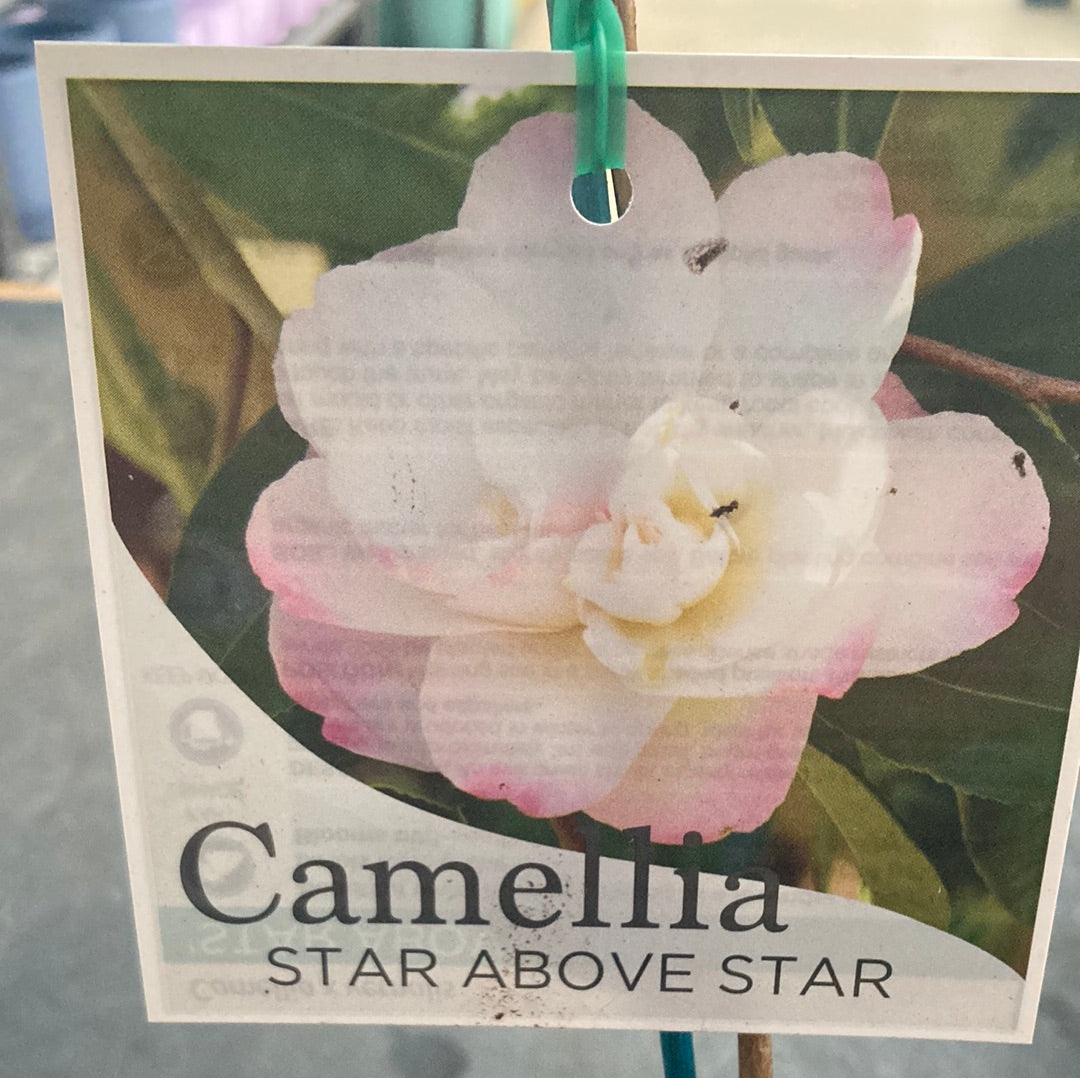 Camellia sasanqua ‘Star Above Star’ 7cm