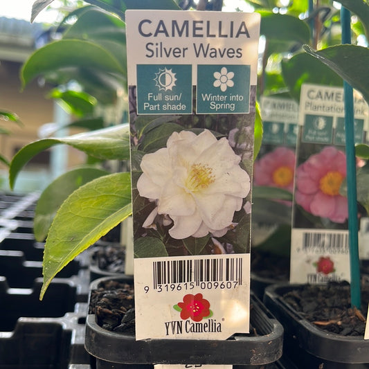 Camellia japonica 'Silver Waves' 7cm