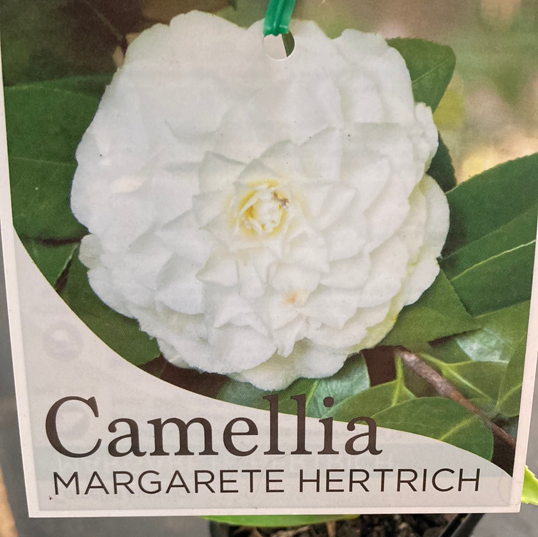 Camellia japonica 'Margaret Hertrich' 7cm