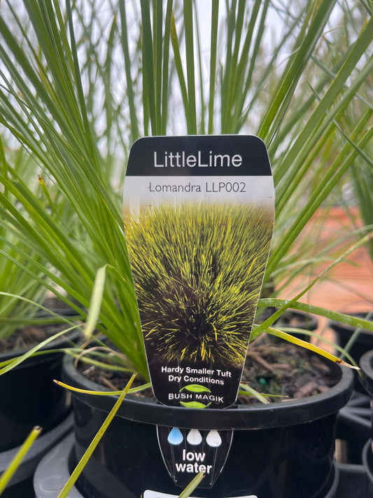 Lomandra 'Little Lime' 14cm