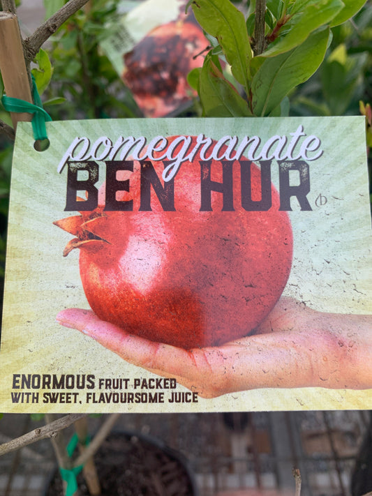 Pomegranate Punica granatum 'Ben Hur' 14cm