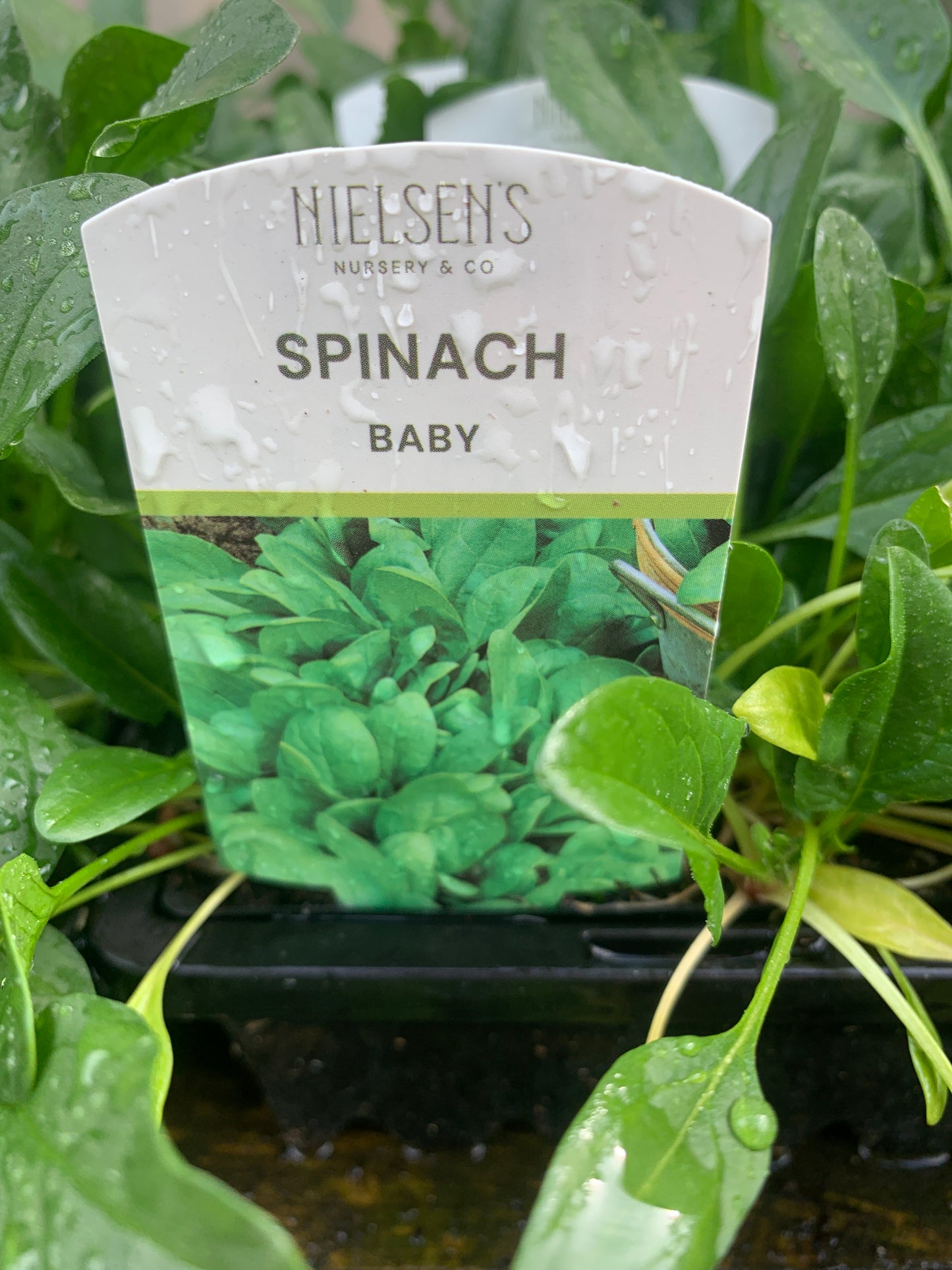 Spinach Baby Punnet