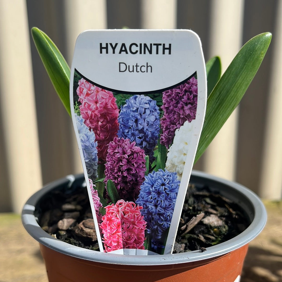 Hyacinth Assorted 120mm