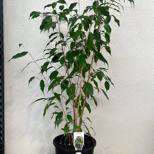Ficus Benjamina Burgandy 20cm