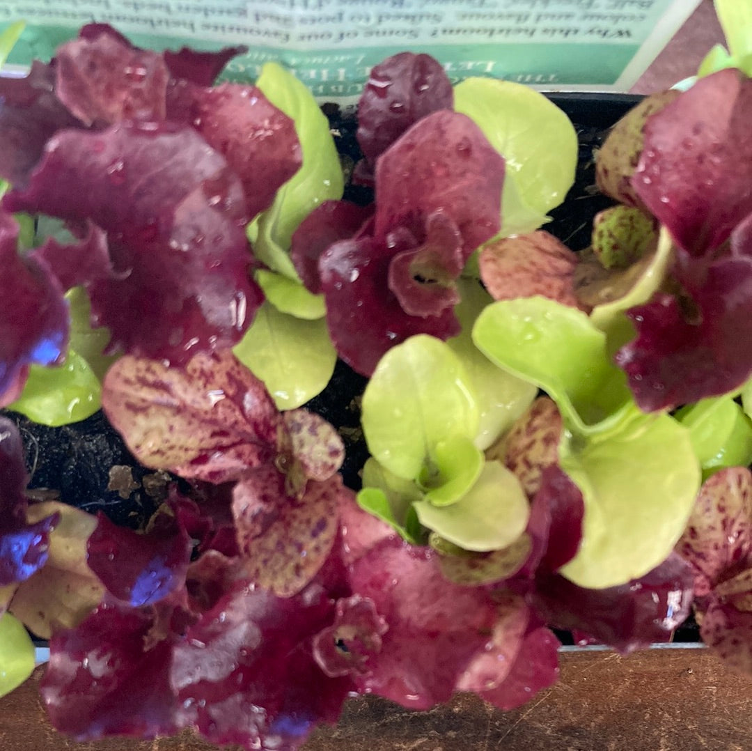 Lettuce ‘Heirloom Mix’ MP