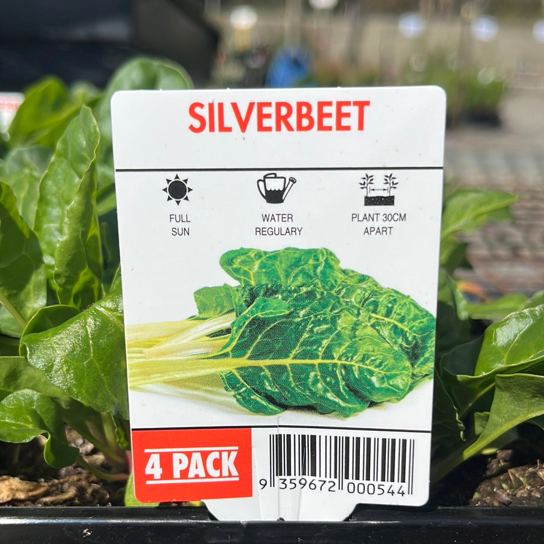 Silverbeet Tasty 4 pack