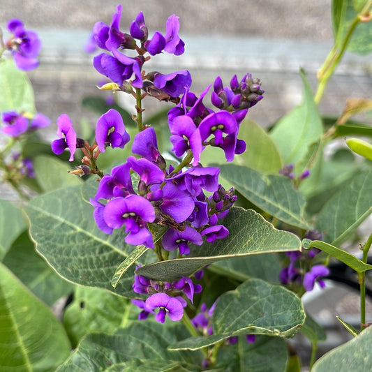 Hardenbergia violacea Royal Flush 140 mm