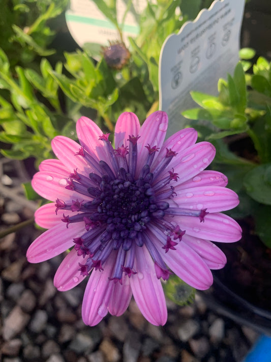 Osteospermum '3D Violet Berry' 14cm