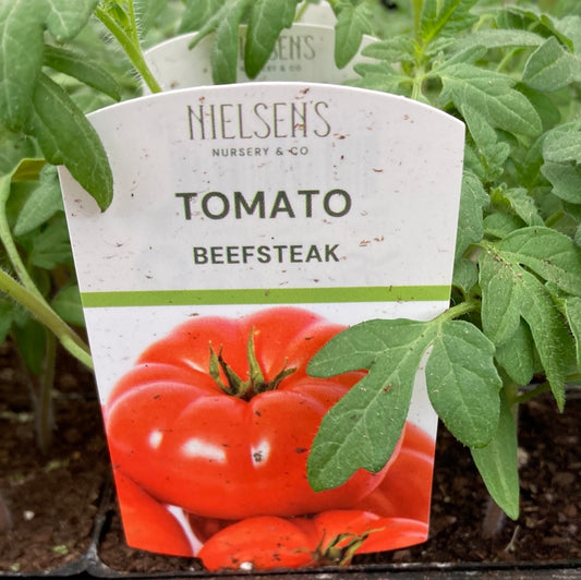 Tomato Beefsteak 100mm