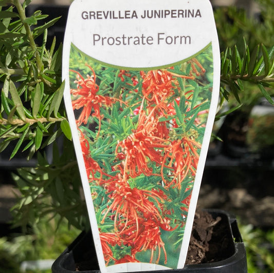 Grevillea juniperina prostrate red form 7cm