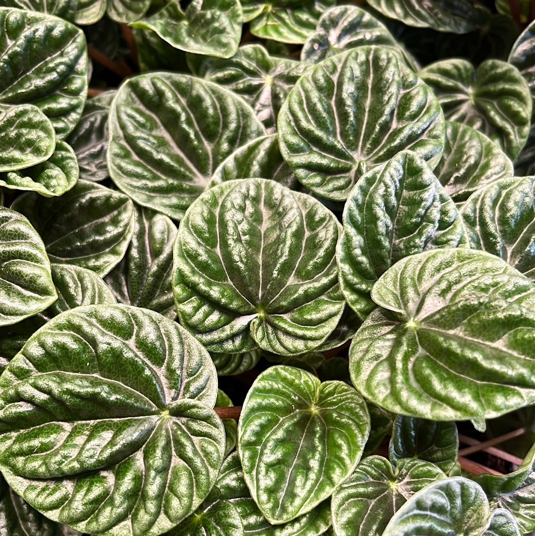 Peperomia Lilian 12cm